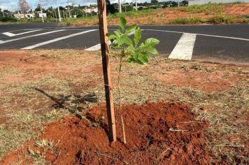 Secretaria de Meio Ambiente planta 600 mudas de ipês no Parque dos Antúrios
