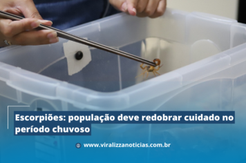Escorpiões: população deve redobrar cuidado no período chuvoso