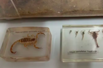 Tupã encaminha escorpiões ao Instituto Butantan para auxiliar na produção de soro